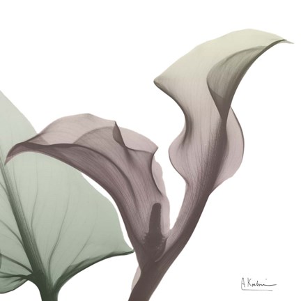 Framed Natural Luster Callaqua Print