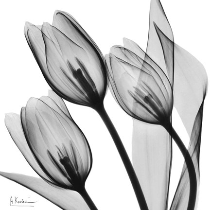 Framed Splendid Monotone Tulips Print