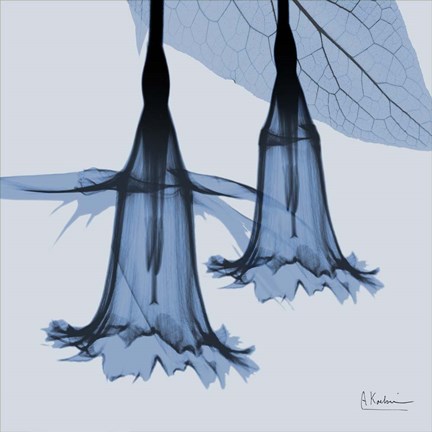 Framed Indigo Daffodil 1 Print