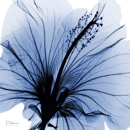 Framed Indigo Hibiscus Turn Print