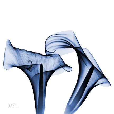 Framed Twin Indigo Calla Lilies Print