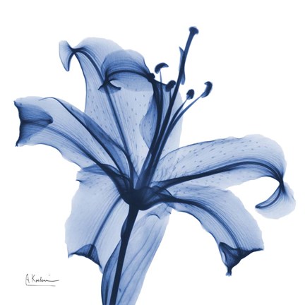 Framed Glorious Indigo Lily Print