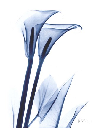Framed Calla Lily Indigo Print