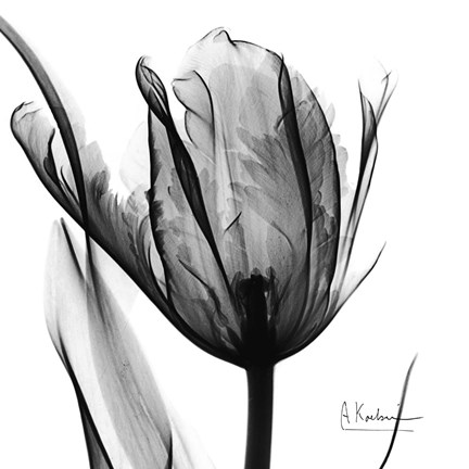 Framed High Contrast Tulip Print