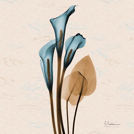 Framed Calla Lily Blue Brown Print