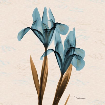 Framed Iris Blue Brown Print