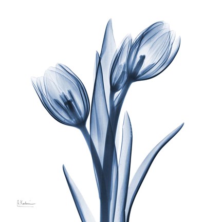 Framed Tulips Indigo Print