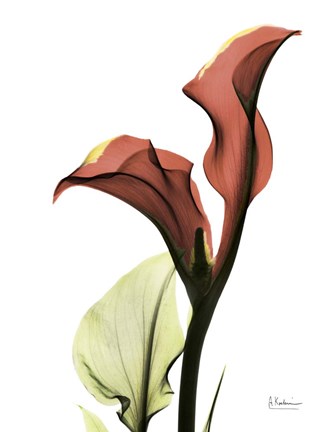 Framed Ruby Calla Lily Print