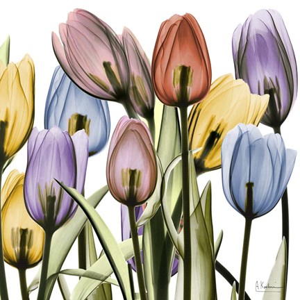Framed Tulipscape Print