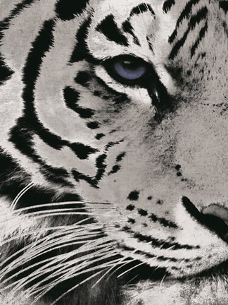 Framed Tiger Purple Eye Print