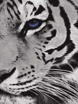 Framed Tiger Purple Eye 2 Print