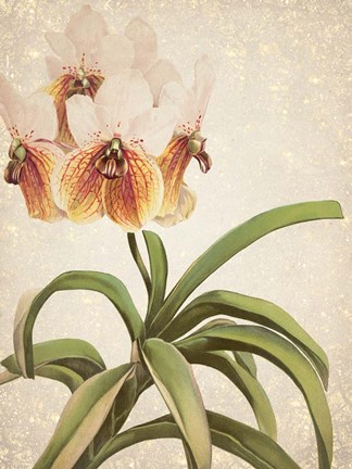 Framed Orchids 3 Print