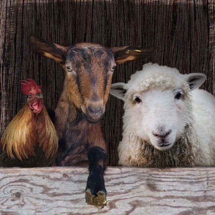 Framed Farm Life Print