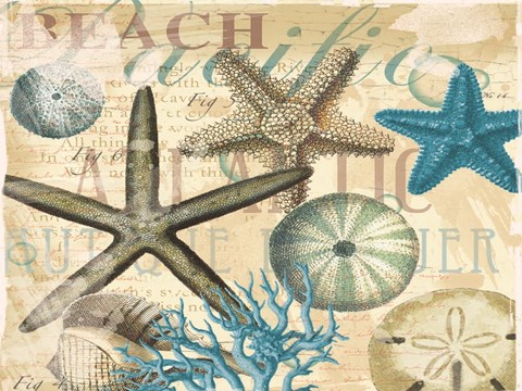 Framed Beach Shells Print