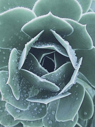 Framed Succulent With Dew 1 Print