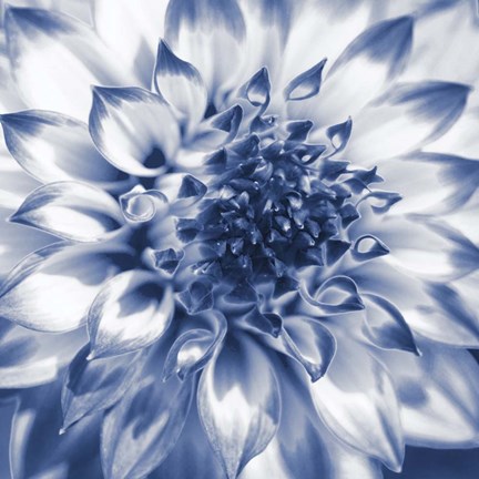 Framed Navy Dahlia 2 Print