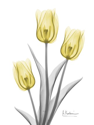Framed Illuminating Tulip Trio 2 Print