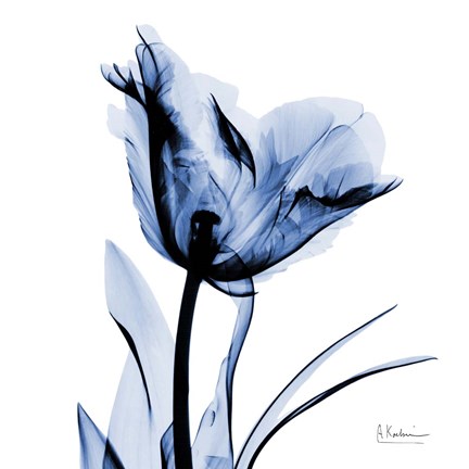 Framed Indigo Softened Tulip Print