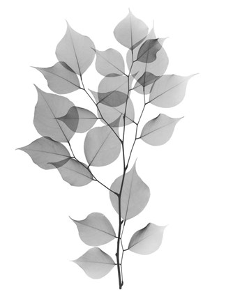 Framed Myrtle Tree L182 Print