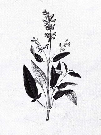 Framed Pressed Herbs 3 Print