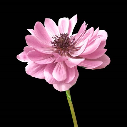 Framed He Heals Blossoms 2 Print