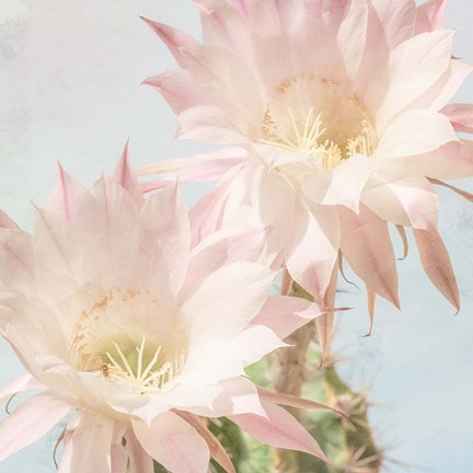 Framed Cactus Bloom Print