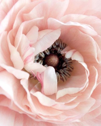 Framed Pretty in Pink Floral Print