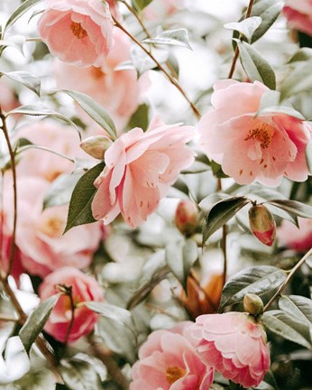 Framed Moody Pink FLorals Print