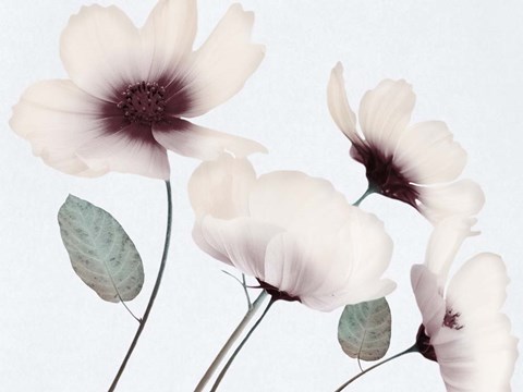 Framed Blooming Youth 1 Print