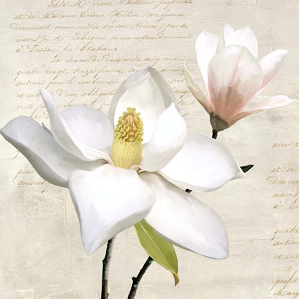 Framed Ivory Magnolia I Print