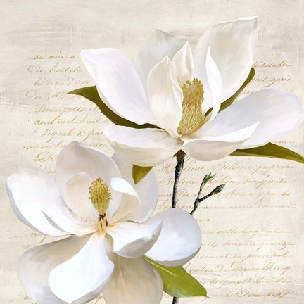 Framed Ivory Magnolia II Print