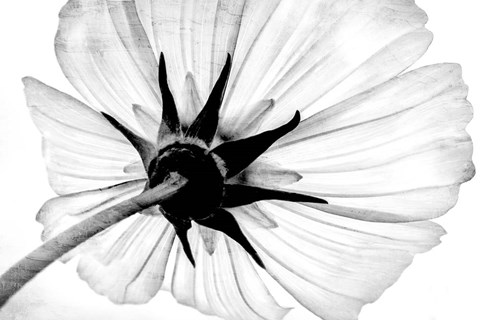 Framed Anemone Print