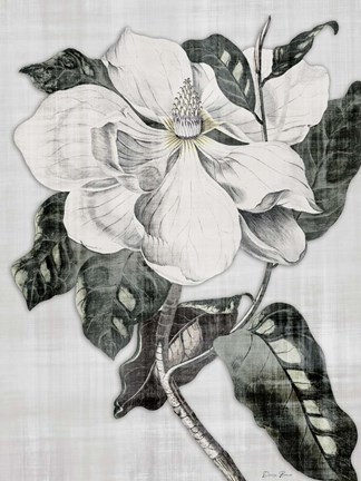 Framed Southern Magnolia 1 Print