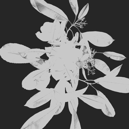 Framed Botanical Dark 2 Print