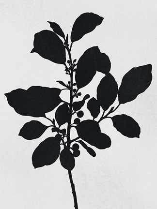 Framed Silhouetted Inverted Growth 2 Print