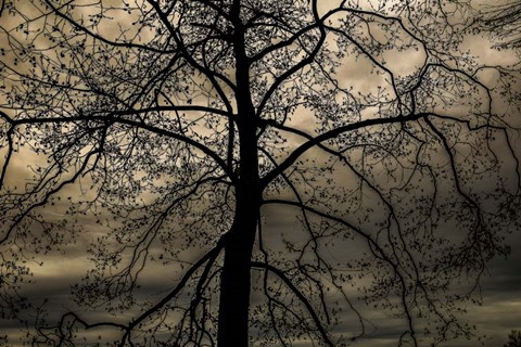 Framed Conversation Of Earth Print