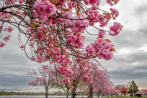 Framed Spiritual Switch 1 Print