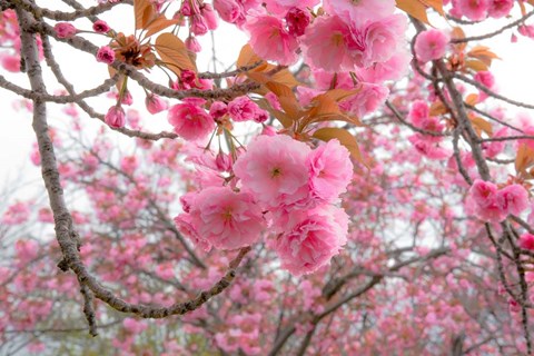 Framed Spiritual Switch 2 Print