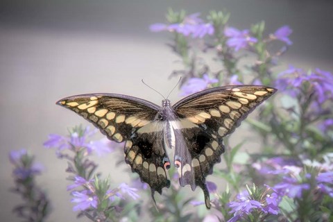 Framed Pristine Desire 2 Print