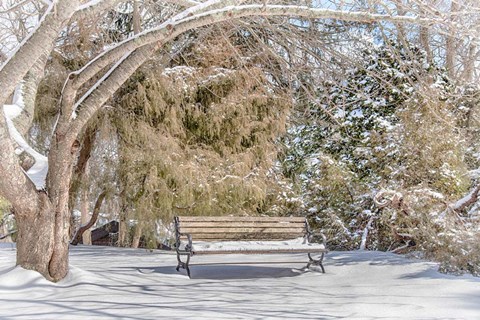 Framed Arboretum 1 Print