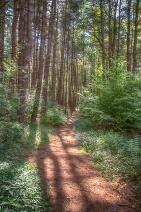 Framed Hollow Fall Print