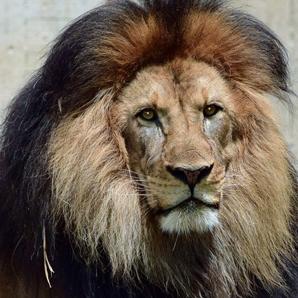 Framed Action of Clarity Print