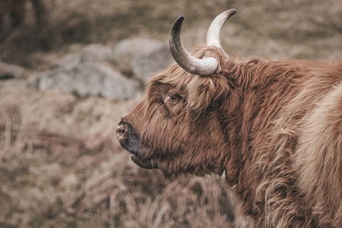 Framed Highland Cow on Watch Faded Print