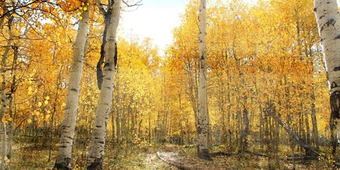 Framed Aspen Pathway Print