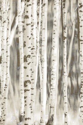 Framed Birches 2 Print