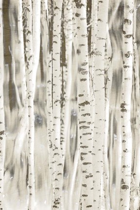 Framed Birches 3 Print