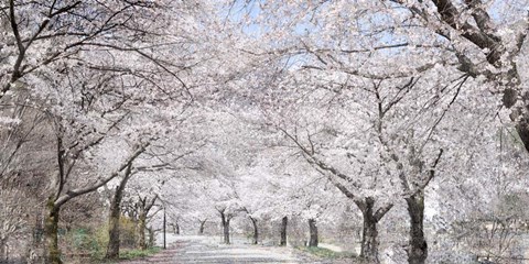 Framed Cherry Blossom Lane Print