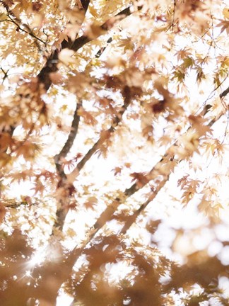 Framed Light in the Leaves Print