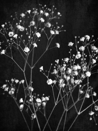 Framed Delicate 1 Print