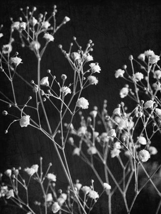 Framed Delicate 2 Print